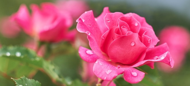 beautiful pink roses with drops of water
