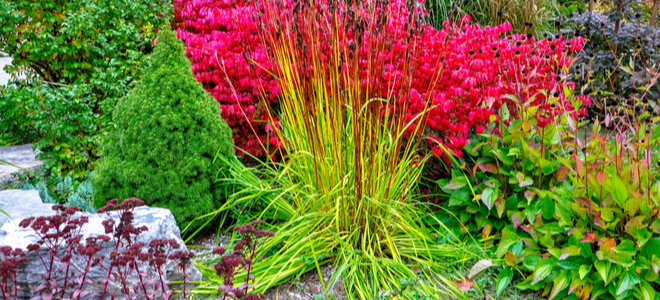 colorful drought resistant plants