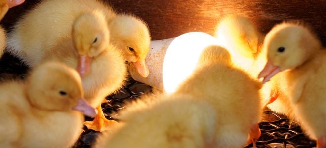 ducklings gathered around a heat light