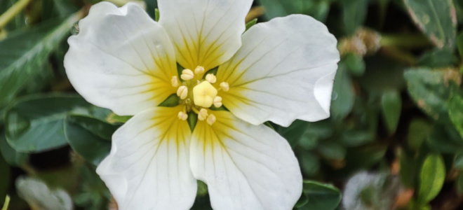 white cupflower blossom