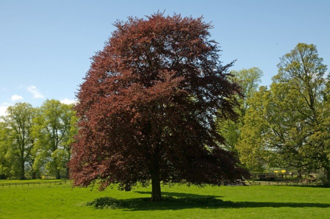 Identifying And Treating Beech Tree Diseases