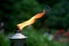 A garden torch with flame, against mosquitoes during a summer night.