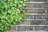 ivy growing up a grey brick wall