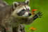 a raccoon holding a flower