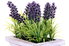 lavender plant in a container