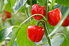 Red bell peppers on a vine