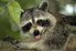 A close-up image of a raccoon. 