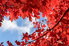 Red leaf maple tree