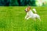 A dog running in a meadow.