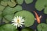 Lily pads and a fish in water.