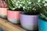 cement planters with colorful paint and small plants
