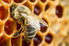 A honeybee crawls over wax comb with honey inside.