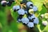 Northern highbush blueberry (Vaccinium corymbosum) - deciduous shrub with delicious fruit