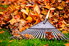 A pile of autumn leaves with a rake. 