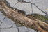 A tree root cracks through pavement.
