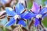 blue borage flowers