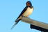 A barn swallow perched on the roof, planning a nest in your ductwork.