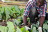 man working with green vegetables in garden