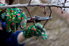 Pruning a tree with hand pruners.