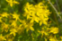 Yellow hypericum