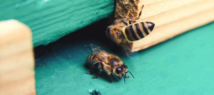 How To Get Rid Of Bees | Doityourself.com