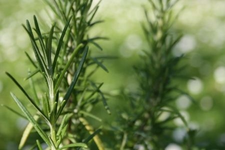 Image result for rosemary plant