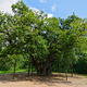 large oak tree