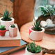 Succulents on a table