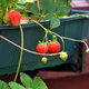 A couple strawberry plants grow inside a rectangular container.