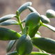 a jade plant