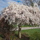 A weeping cherry tree.