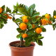 Growing Dwarf Citrus Trees Indoors, Part 1