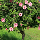 short, healthy hibiscus tree with green leaves and pink flowers