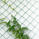 wire fence with vines growing on it