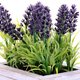 Caring for Your Lavender Plants | DoItYourself.com