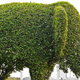 A bush trimmed in the shape of an elephant.