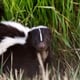A close look at a skunk in some tall grass.