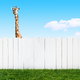 A giraffe peeks over a fence.