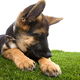 German shepherd puppy laying in grass chews on its paw.
