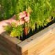 A raised bed garden box with carrot plants.