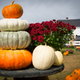 A stack of pumpkins at a pumpkin farm with a white barn in the background.