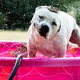 A dog shakes water off in a baby pool