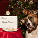 dog eats santa's cookies