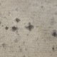 Old fabric stained with black mildew spots.