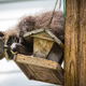 A raccoon hanging out on a bird feeder eating the seed. 