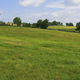 Field of Kentucky bluegrass and trees