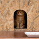 cat in outdoor cat house