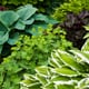A collection of landscaping plants in different shades of greens. 