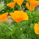 bright yellow poppies growing in a green bush