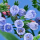 blue comfrey flower blossoms against a bright sky